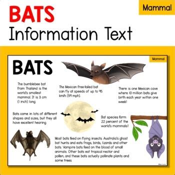 蝙蝠屋|蝙蝠資訊站 Bats information about Taiwan